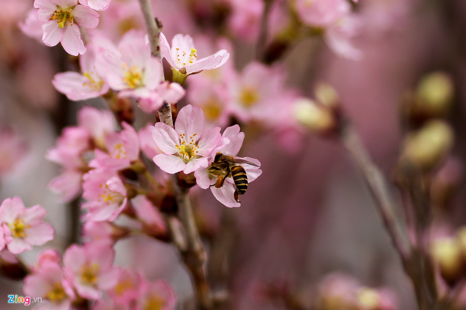 Hoa anh đào được bảo quản lạnh 10 độ C chờ ngày hội